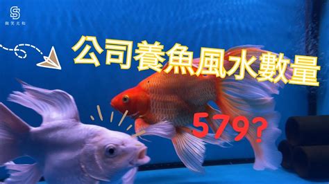 魚 數量|【魚要養幾隻比較好】家裡養幾條魚財運好？養單數吉利還是雙數？